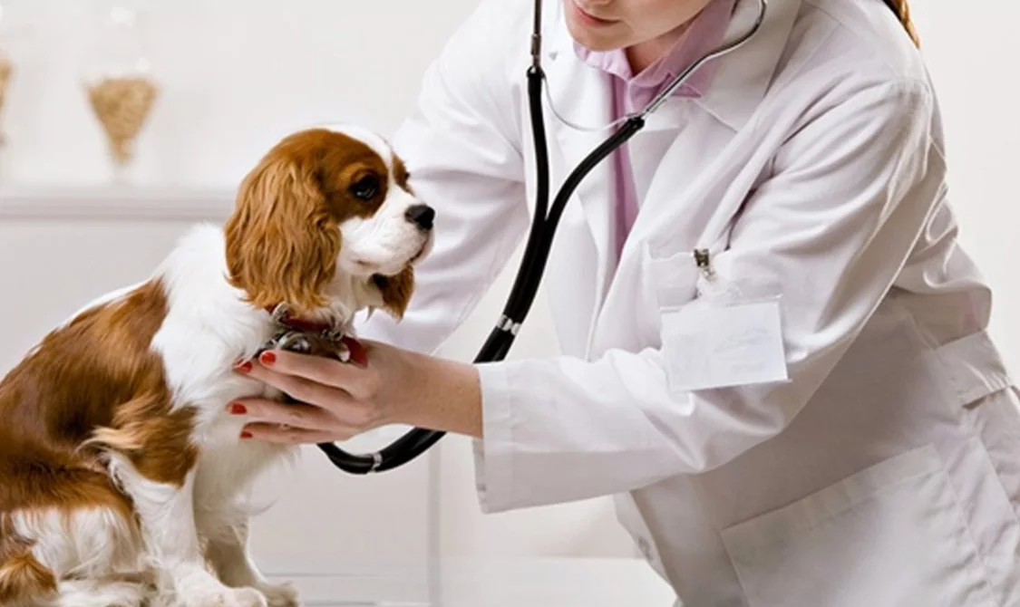 Veterinary 